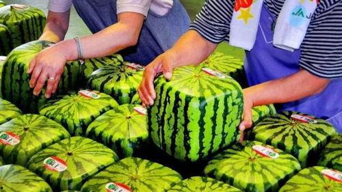 免费高质量吃瓜,揭秘高质量吃瓜盛宴! 第3张 免费高质量吃瓜,揭秘高质量吃瓜盛宴! 第3张